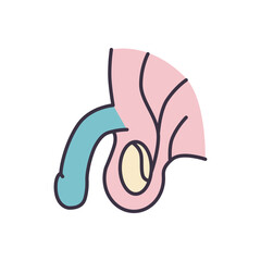 Male Reproductive System Related Vector Line Icon. Isolated on White Background. Editable Stroke