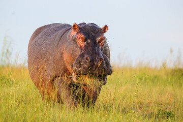 Large hippo eating grass next to a river