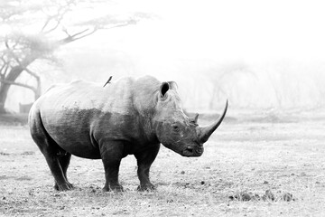 White rhino standing on arid ground in monochrome
