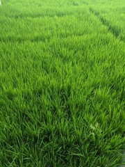 he Rice plants that are still green in the field look fresh in the morning