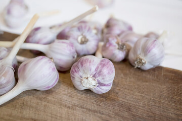 Young garlic from the garden. Clean heads of garlic from the garden. Harvesting - young garlic with purple streaks.