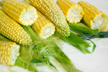 A lot of ears of corn on a white background. fresh, sweet corn on the table. Lots of broken corn cobs.