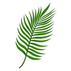 Illustration palm leaves tropical transparent background