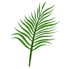 Green leaf palm tree illustration transparent background