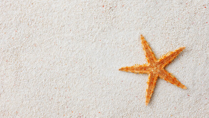 Fototapeta na wymiar Single starfish at the beach