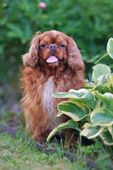 Obedient ruby King Charles Spaniel dog posing outdoors sitting in a garden next to a green and yellow hosta plant in summer