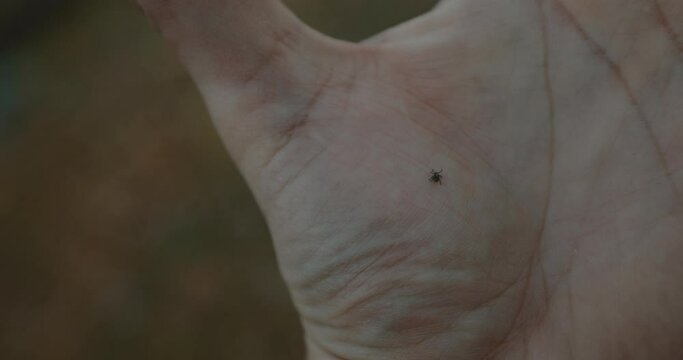 Tick crawling on hand