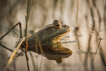 Bullfrog perched on a rock in a tranquil pond at sunset, surrounded by lush greenery