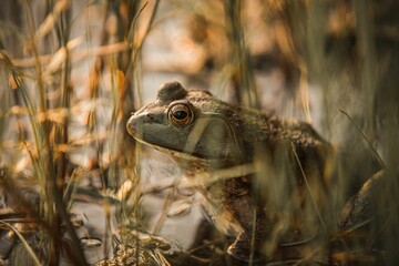 Bullfrog perched on a rock in a tranquil pond at sunset, surrounded by lush greenery