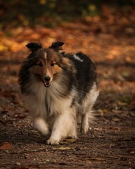 Shettland Sheepdog dog runs through the autumn leaves on the ground