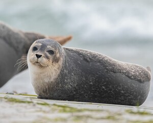 Cute harbor seal looking at the camera while basking on the shore.