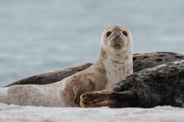 Young grey seal looking at the camera with its big round eyes.