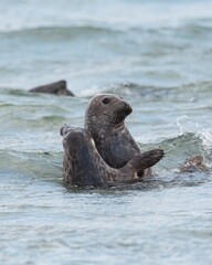 Closeup of cute chunky seals swimming in the sea with a blurry background