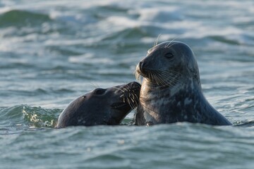 Fototapeta premium Closeup of cute chunky seals swimming in the sea with a blurry background