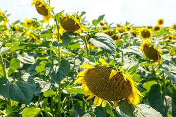 Ripe sunflowers in the field on a bright sunny day.