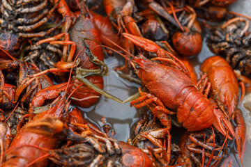 River crayfish are cooked, seasoned with spices in a saucepan.