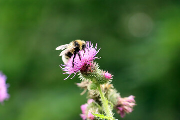 bee on flower