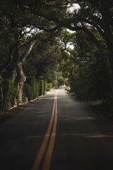 Road surrounded by green trees in Montecito, California