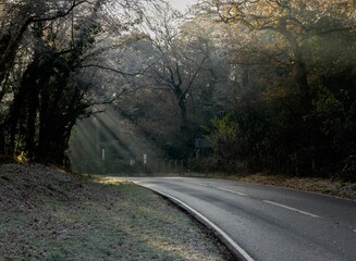 an empty road in the middle of a forest with the sun shining through branches