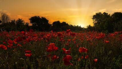 a field with a sun set in the background of poppies