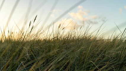 A closeup shot of blades of grass in the wind near a beach shore
