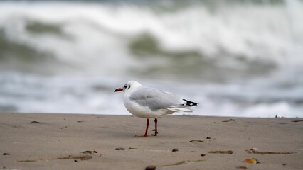 Closeup of a seagull standing on the shoreline of a beach