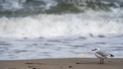 Closeup of a seagull standing on the shoreline of a beach