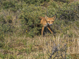 fox out of the bushes