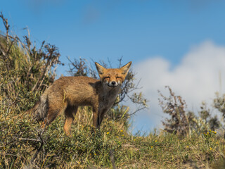 fox on the hill