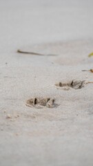 Of a sandy shoreline with tracks of a canine paw print, leading off into the distance