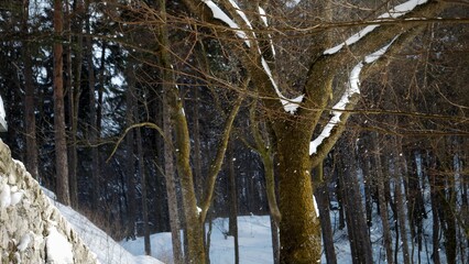 Strong wind blowing snow from tree branches in winter forest at mountains
