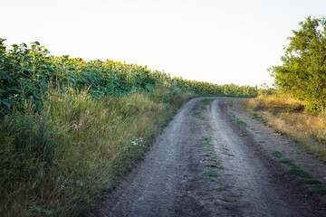 Landscape. A field road runs between a flowering sunflower and trees