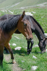 horses on a pasture in a mountain valley