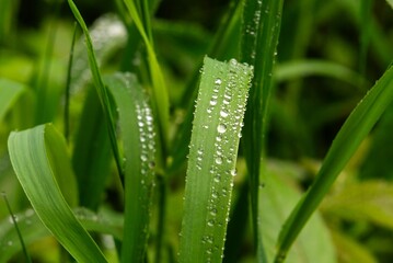 Water drops on leaf. Like beads after rain in the foliage of the european forest