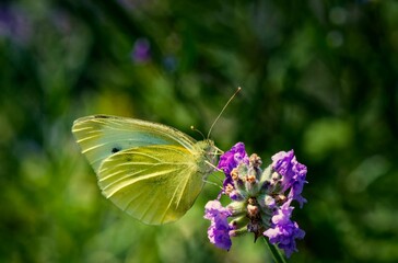Brimstone butterfly on lavender
