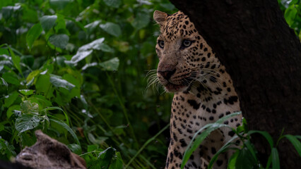 Naklejka na ściany i meble Indian leopard (Panthera pardus fusca) with a kill