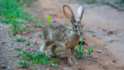 The Indian hare (Lepus nigricollis)