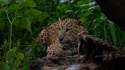 Fototapeta na wymiar Indian leopard (Panthera pardus fusca) with a kill