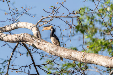 The oriental pied hornbill (Anthracoceros albirostris) © Banu