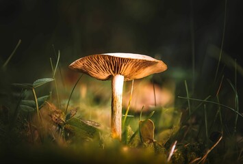 Closeup of a fool's funnel mushroom growing in a field with a blurry background