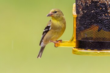 Domestic canary perched atop a bird feeder filled with seed, perched and ready for a meal