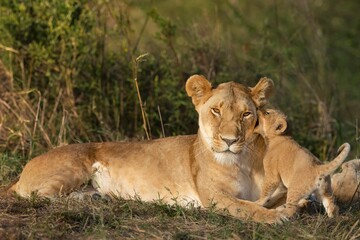 Fototapeta na wymiar a lion and her cub laying down in the grass together