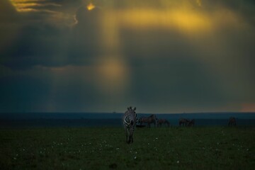Fototapeta na wymiar Majestic zebras walking peacefully in a lush grassy field, surrounded by an ominous grey sky