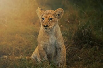 Fototapeta na wymiar Young lion cub in a patch of lush grass, gazing off to the left