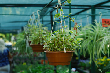 Plectranthus forsteri plants in hanging pots at a gardening store.