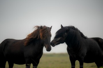 two horses standing together in the field near each other with hair blowing © Chrysovalantis Loucaides/Wirestock Creators