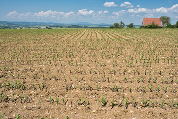 Maisfeld im Fr&uuml;hling bew&ouml;lkter Himmel