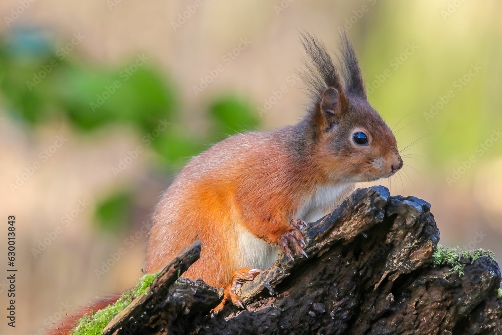 Aufkleber a close up of a squirrel on a tree branch with a green background