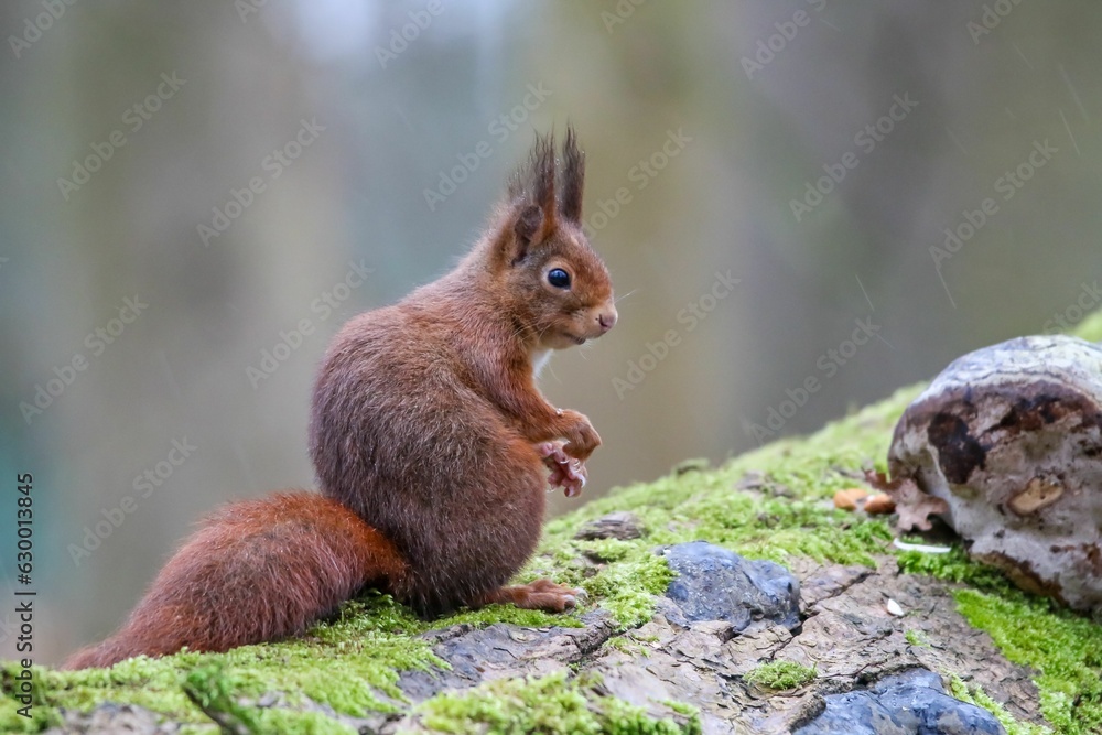 Poster a red squirrel sitting on a tree branch with a small rock in the background