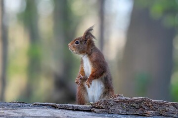 Naklejka na ściany i meble Closeup of a red squirrel on a tree log in a forest with a blurry background